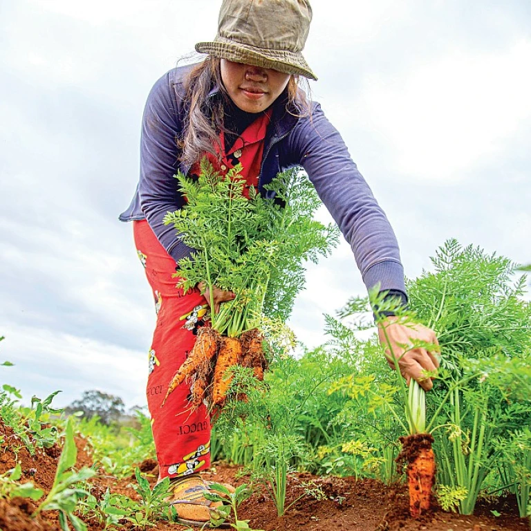 Optimisez votre jardinage avec une charrue adaptée à votre micro tracteur