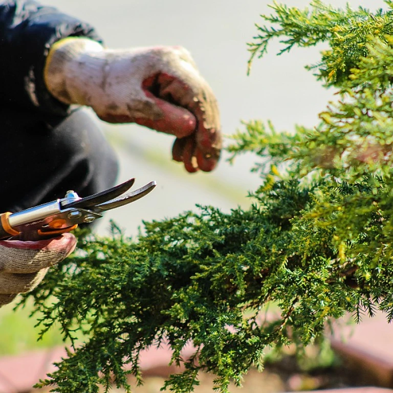 Cultiver l'avenir : Innovation et éco-responsabilité dans l'art du jardinage