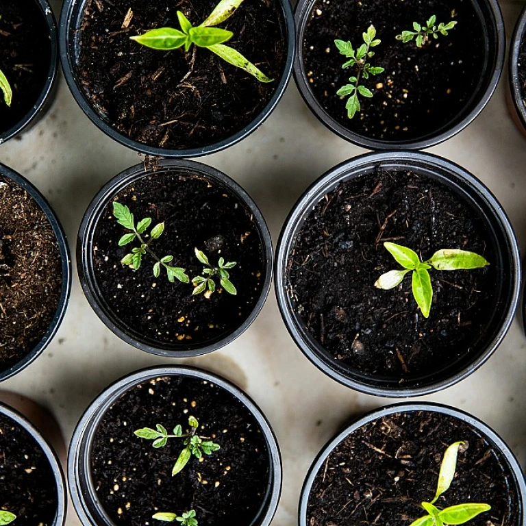 Serres tunnels de jardin : tout ce que vous devez savoir pour optimiser votre potager