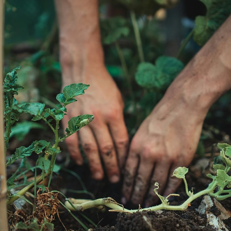 Serre de jardin en tunnel : un guide complet pour votre potager